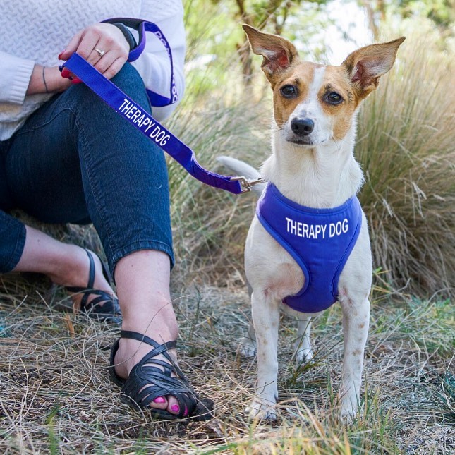 Dexil Friendly Dog Collars THERAPY DOG Standard 120cm (4ft) Lead