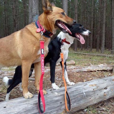 Dexil Friendly Dog Collars Red CAUTION Short 60cm 2ft Lead