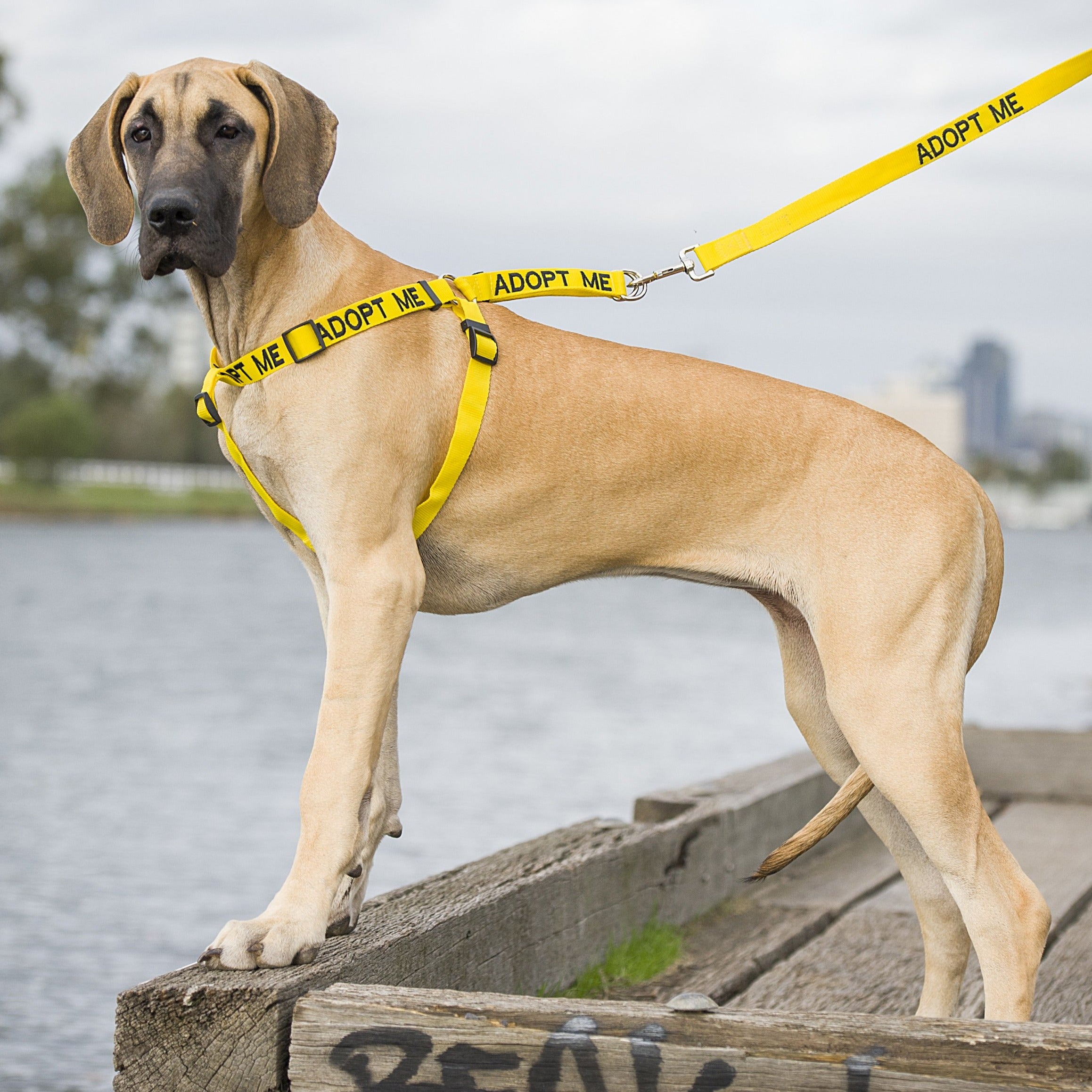 Dexil Friendly Dog Collars ADOPT ME L/XL adjustable Strap Harness