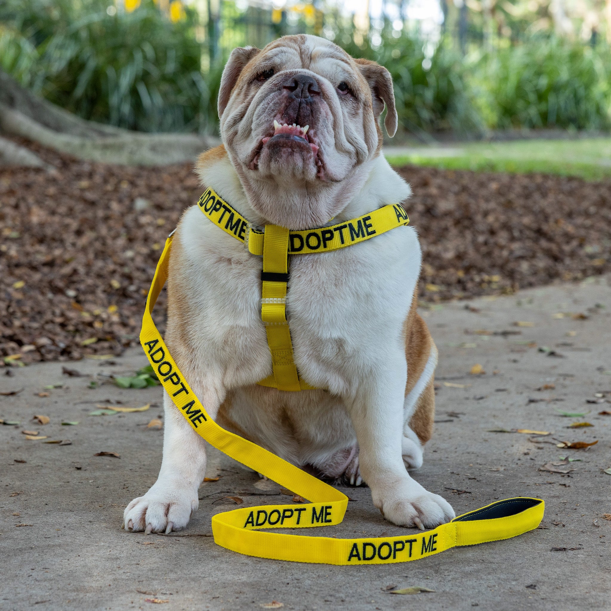 Dog Harness Dog Off White Collar PERRO COLLECTION Off White Dog