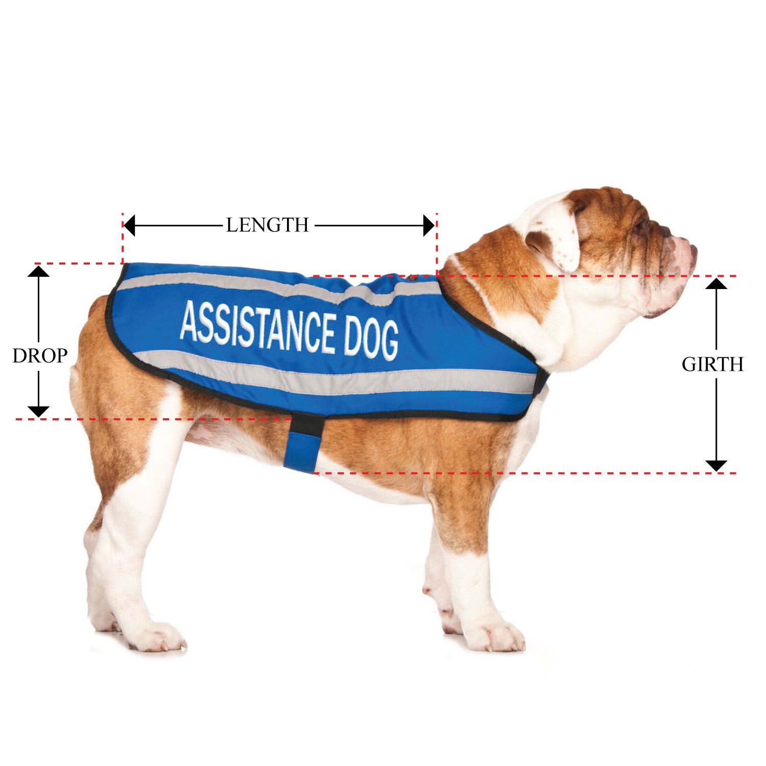 ASSISTANCE DOG - Medium Coat