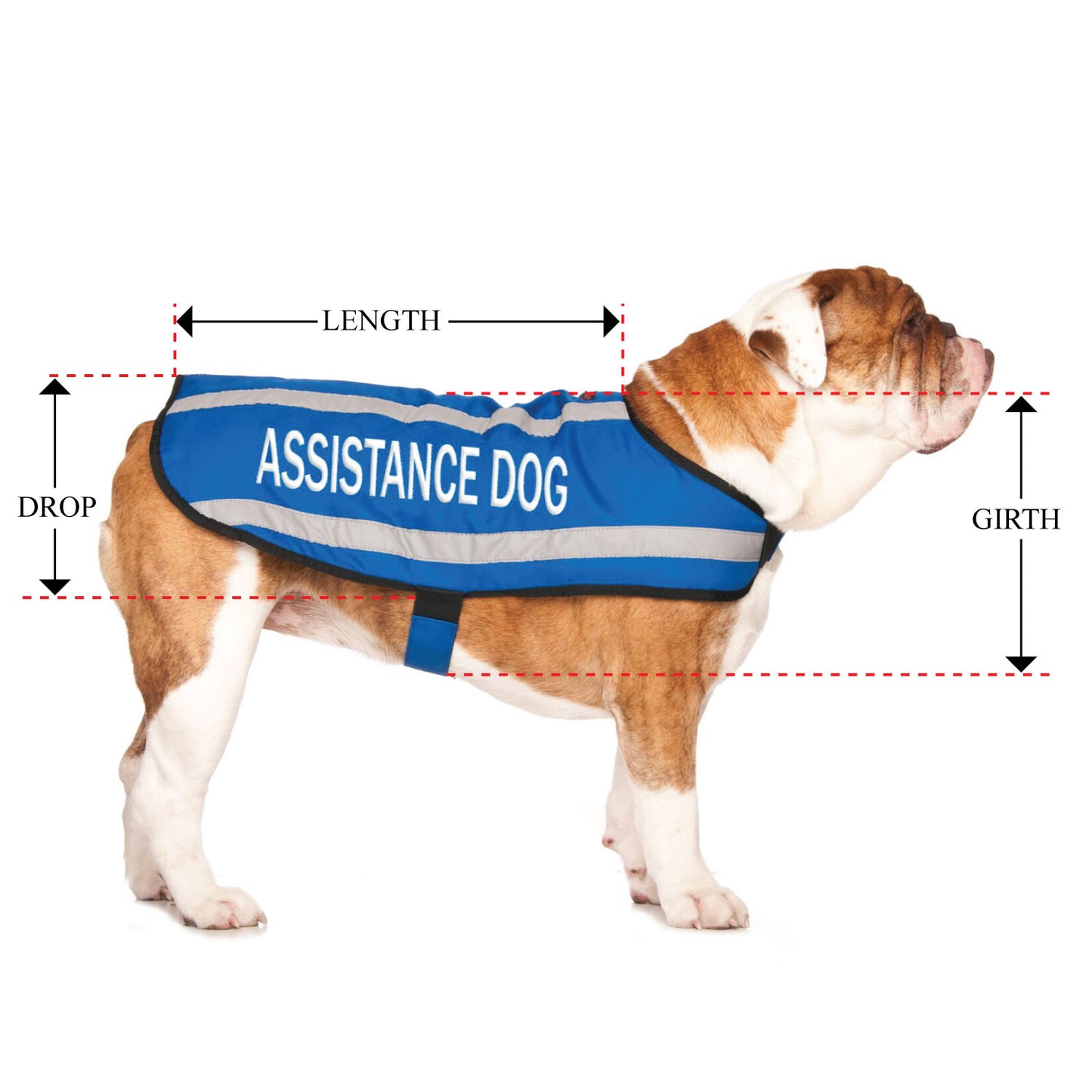 ASSISTANCE DOG - Medium Coat