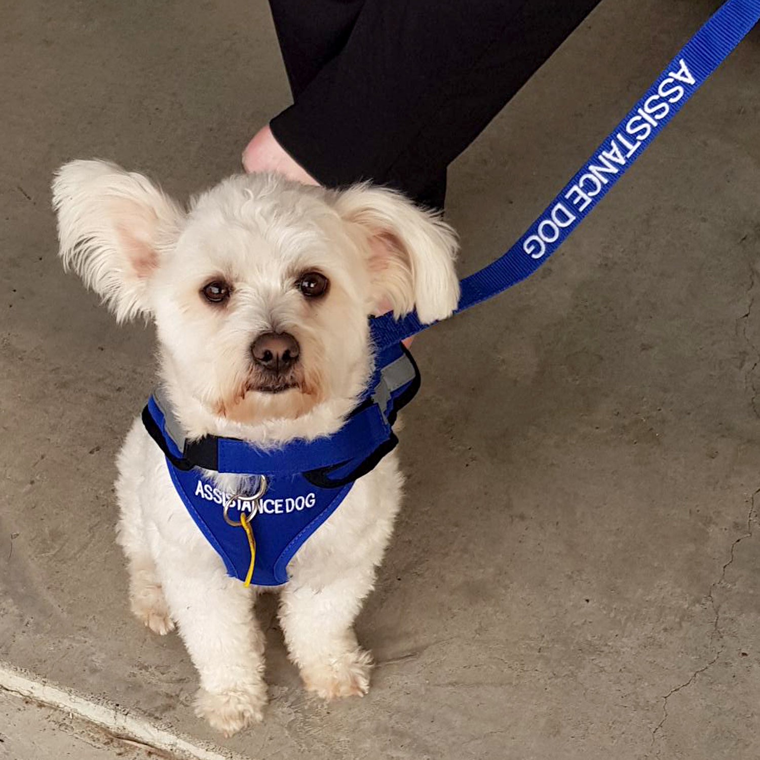Dexil Friendly Dog Collars ASSISTANCE DOG XS adjustable Vest Harness