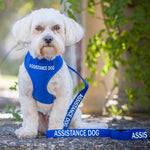 Dexil Friendly Dog Collars Blue ASSISTANCE DOG Standard 120cm (4ft) Lead