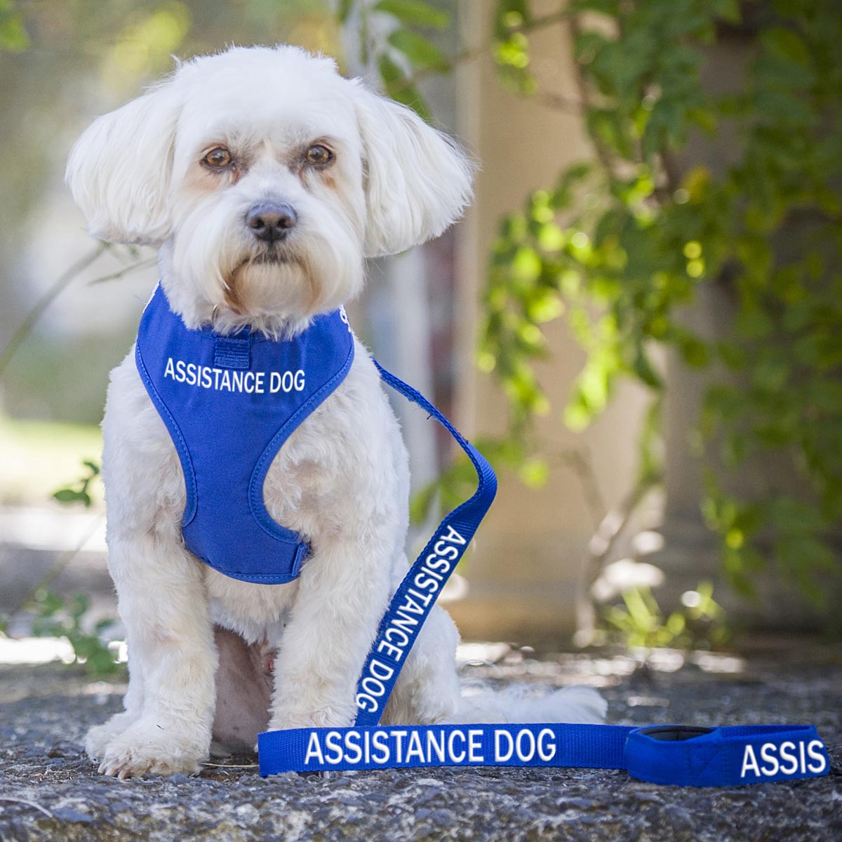 Dexil Friendly Dog Collars Blue ASSISTANCE DOG Standard 120cm (4ft) Lead