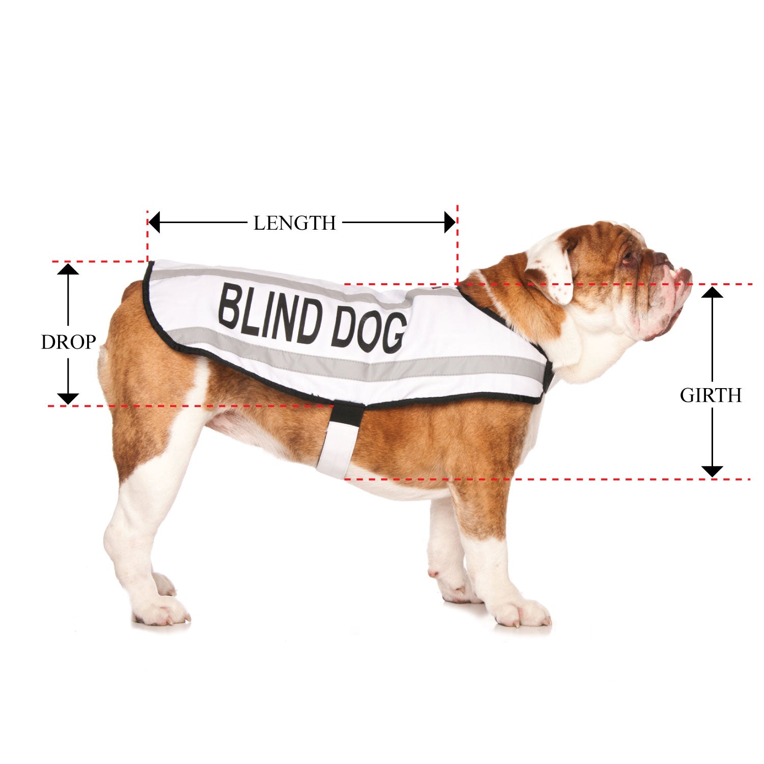 BLIND DOG - Medium Coat