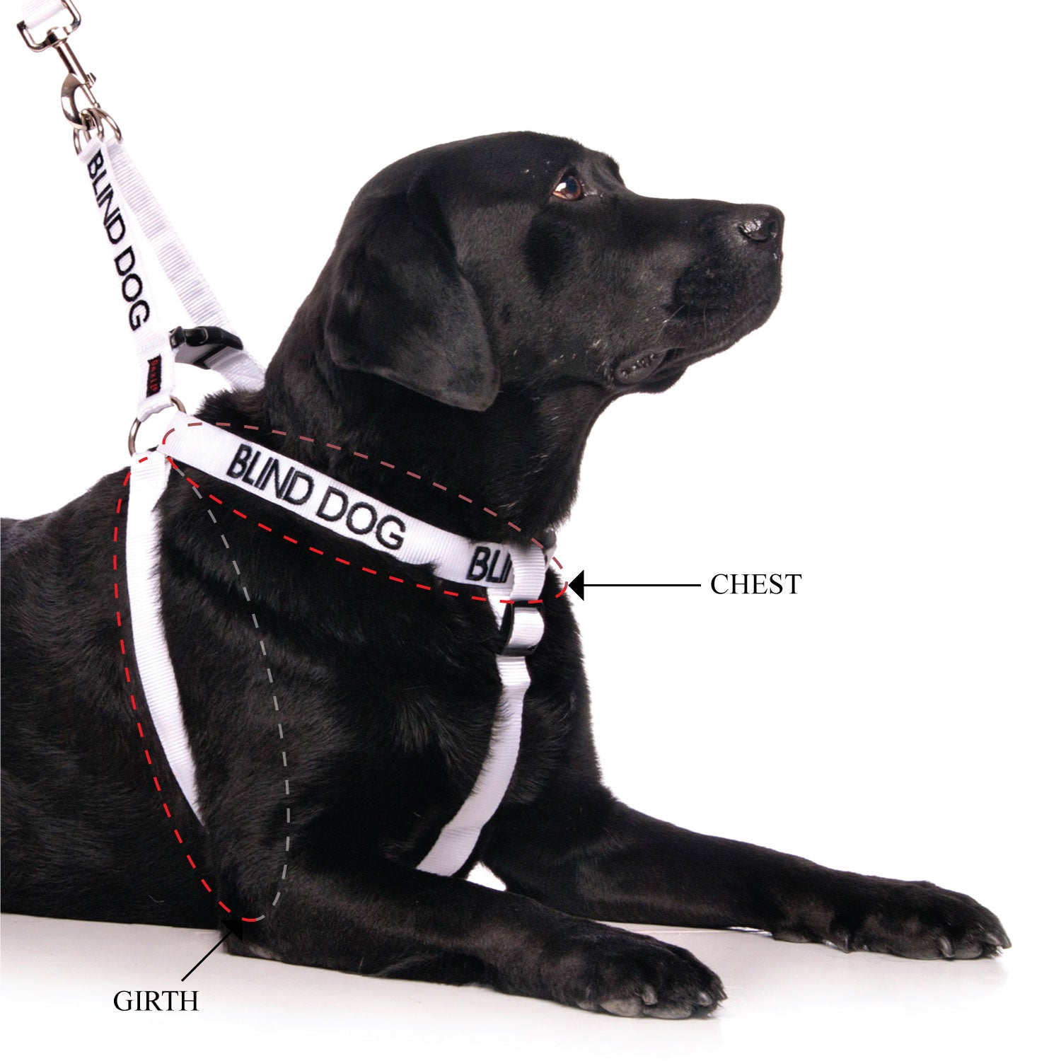 Dexil Friendly Dog Collars BLIND DOG L/XL adjustable Strap Harness