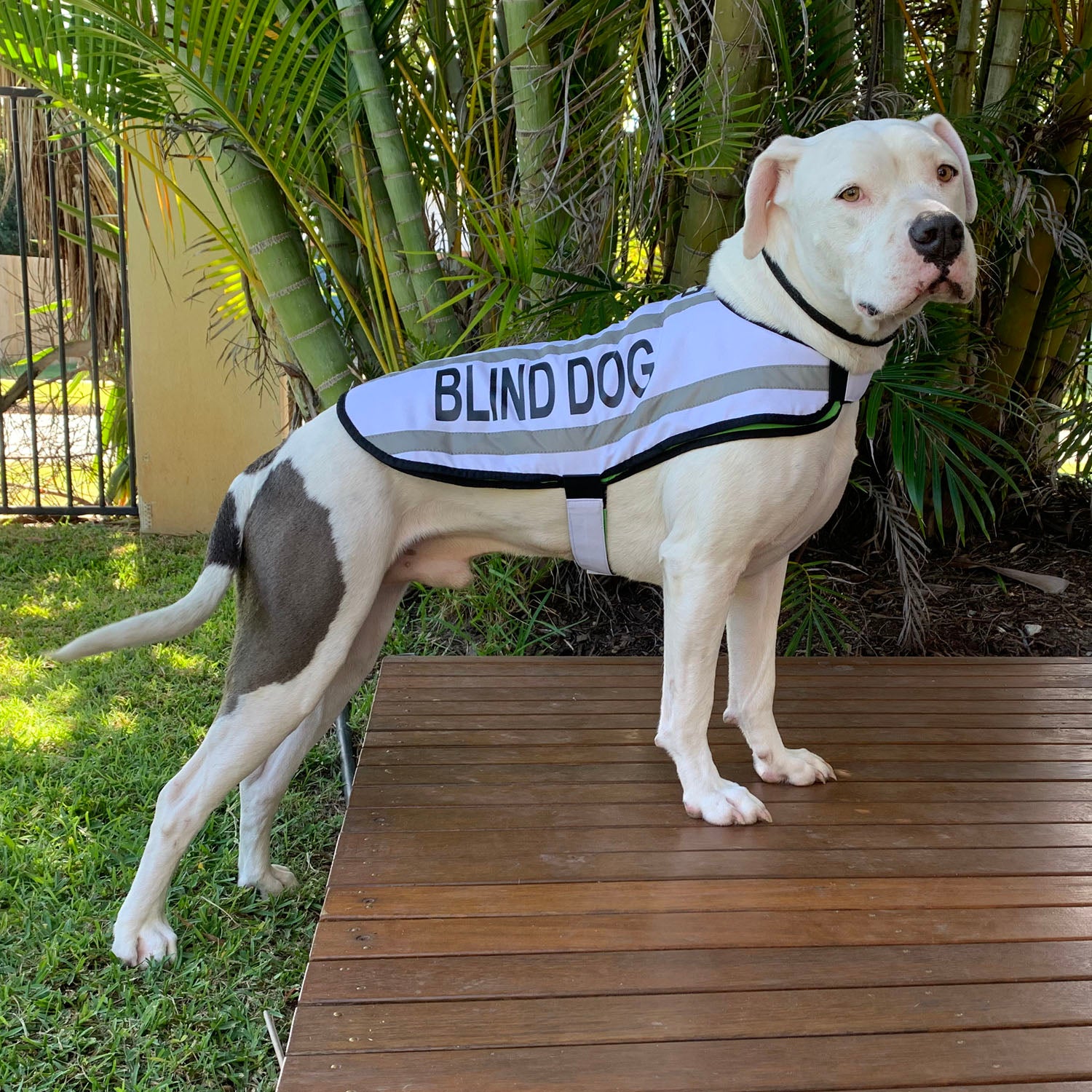 Dexil Friendly Dog Collars BLIND DOG Medium Reflective Dog Coat