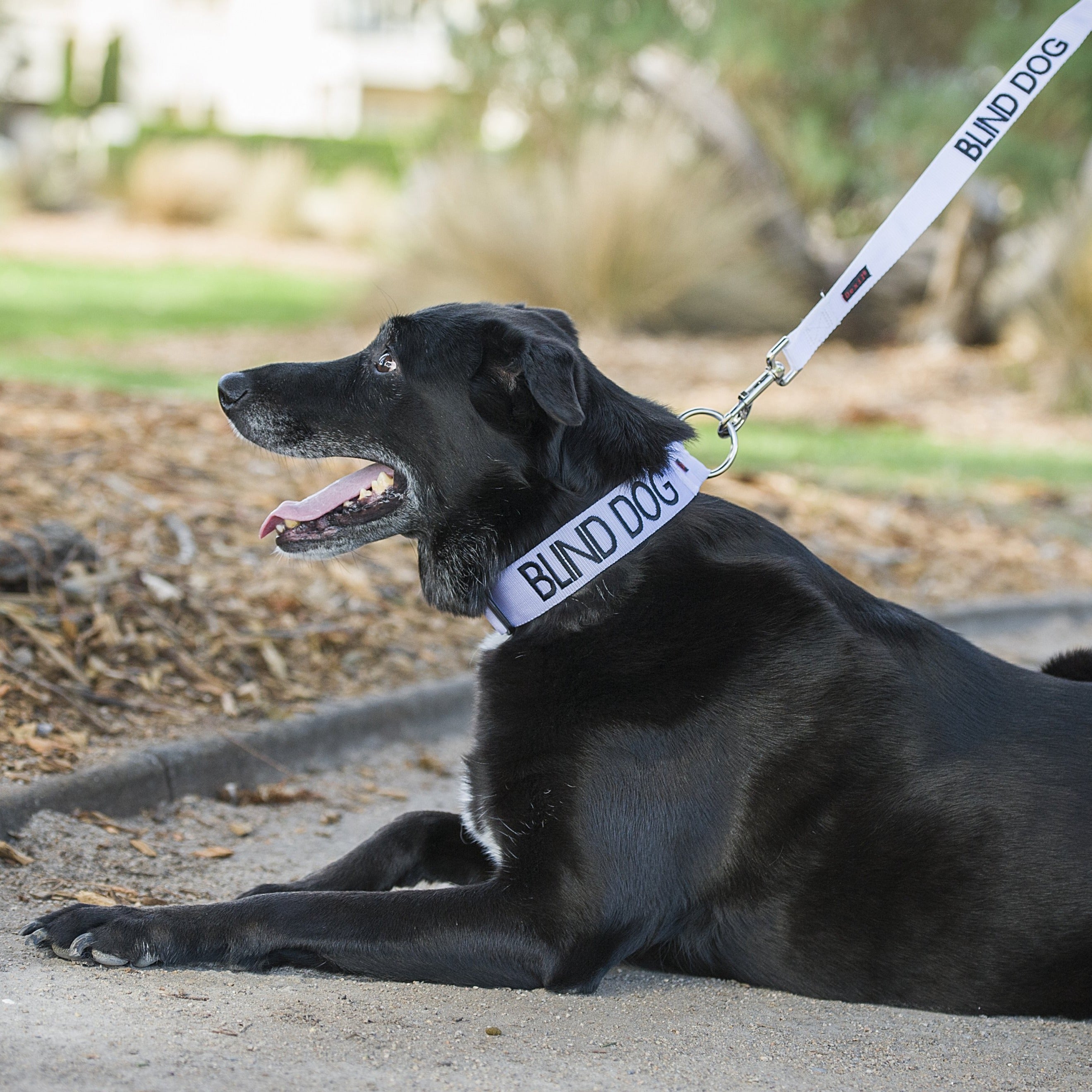 Dexil Friendly Dog Collars BLIND DOG L/XL Clip Collar