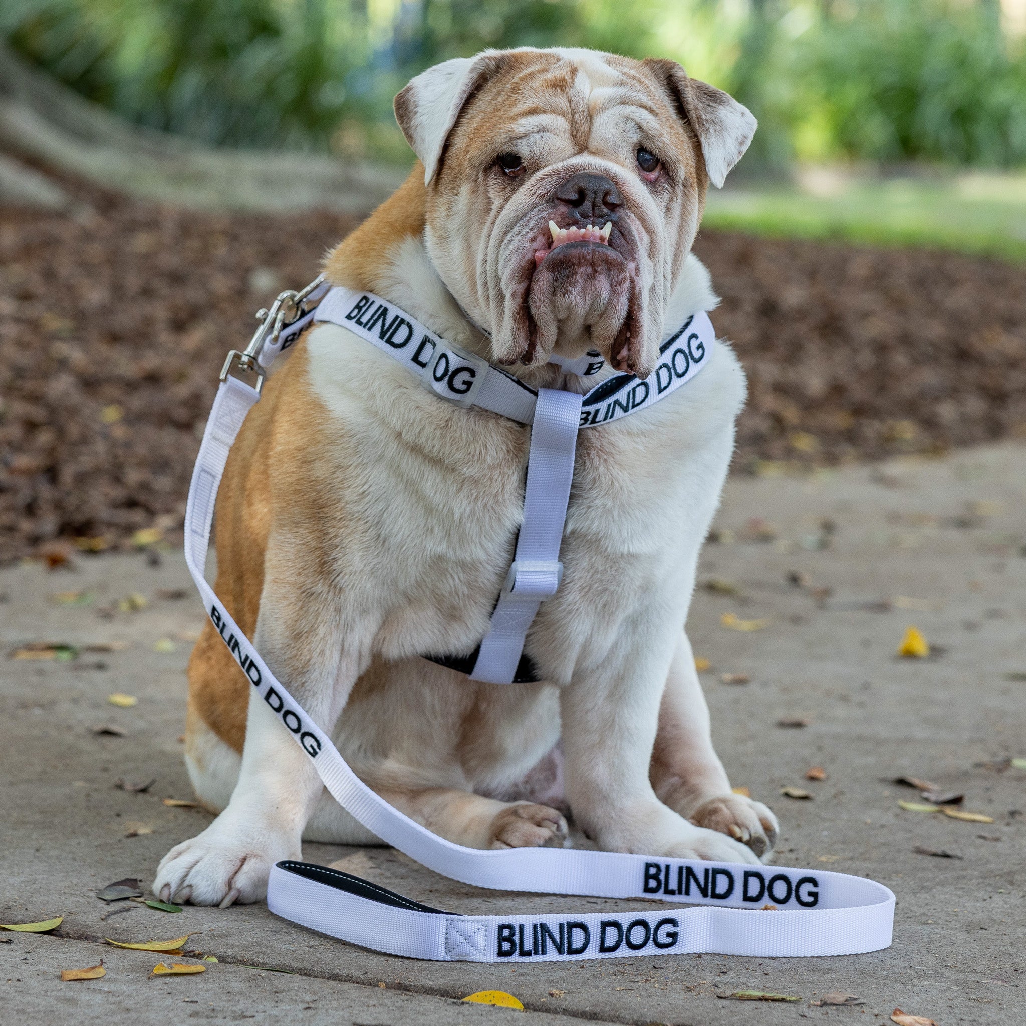Dexil Friendly Dog Collars BLIND DOG L/XL adjustable Strap Harness