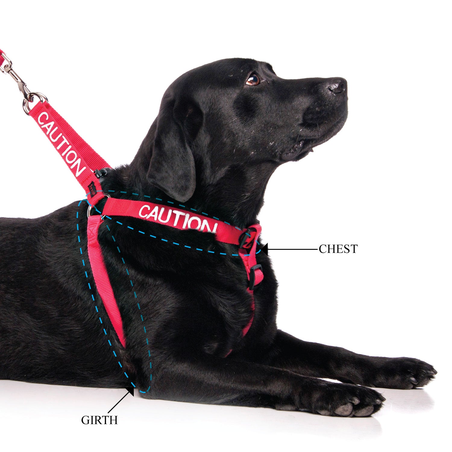 Dexil Friendly Dog Collars Red CAUTION L/XL adjustable Strap Harness