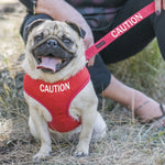 Dexil Friendly Dog Collars Red CAUTION Small Vest Harness