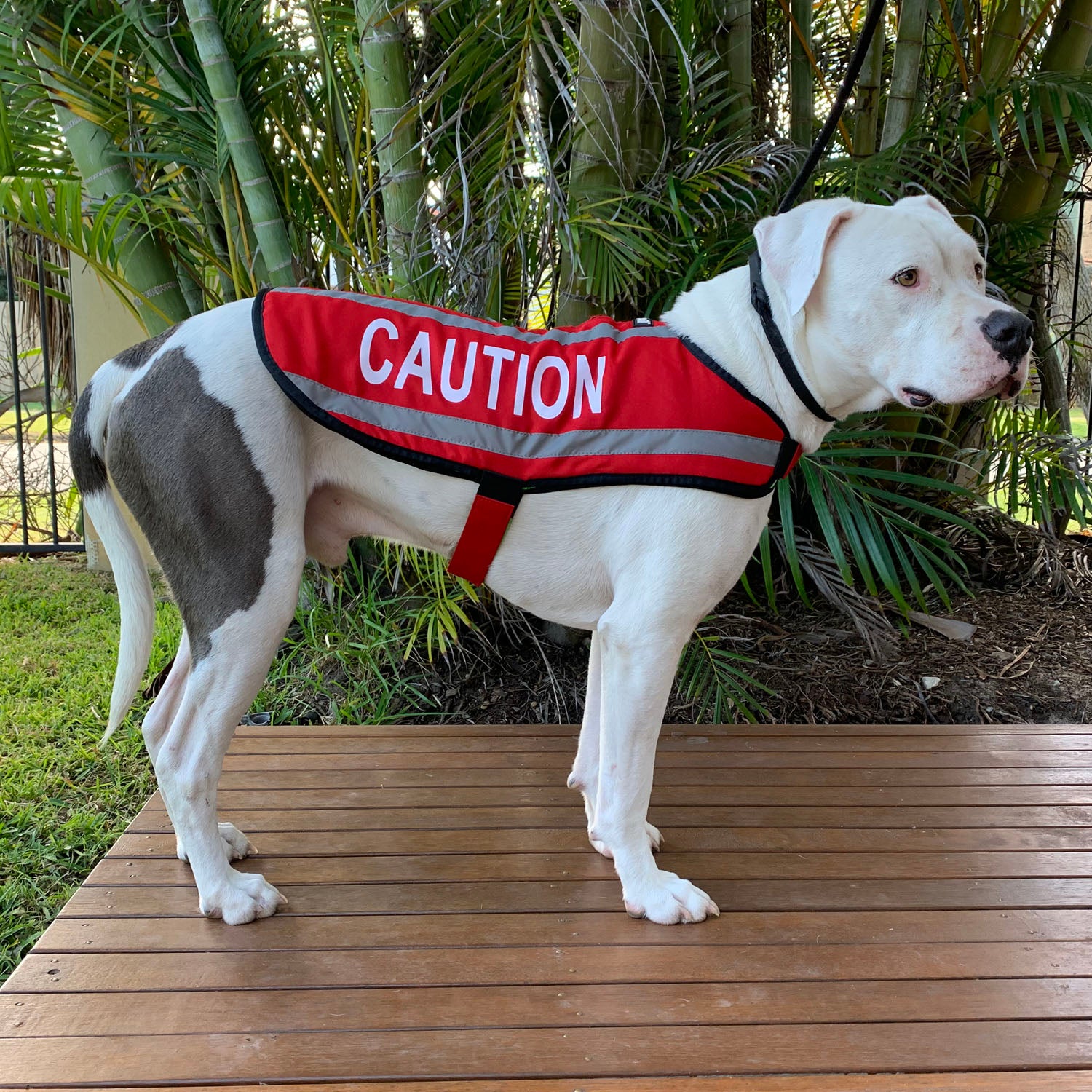 Dexil Friendly Dog Collars Red CAUTION L/XL M/L Reflective Dog Coat