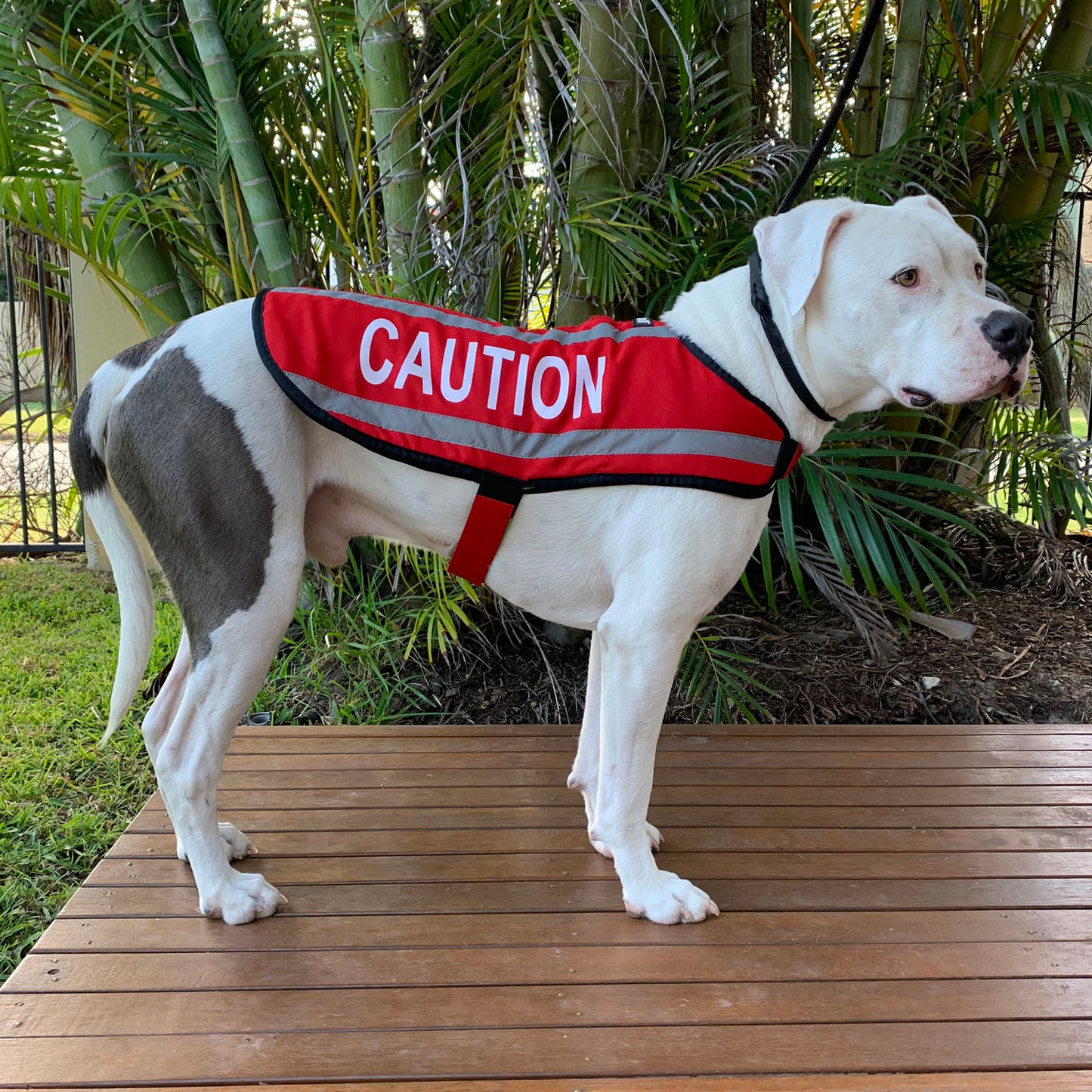 Dexil Friendly Dog Collars Red CAUTION L/XL M/L Reflective Dog Coat