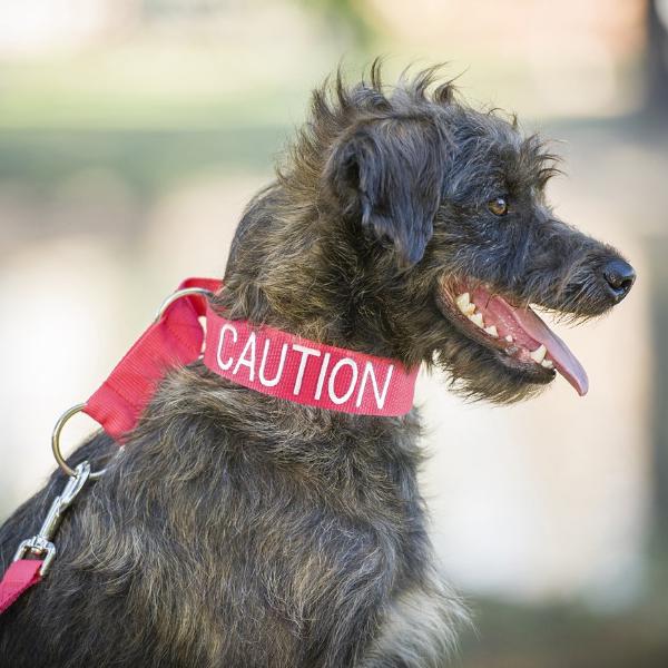 Dexil Friendly Dog Collars Red CAUTION L/XXL Semi Slip Collar