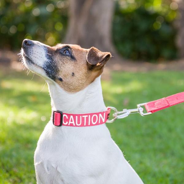 Dexil Friendly Dog Collars Red CAUTION S/M Clip Collar