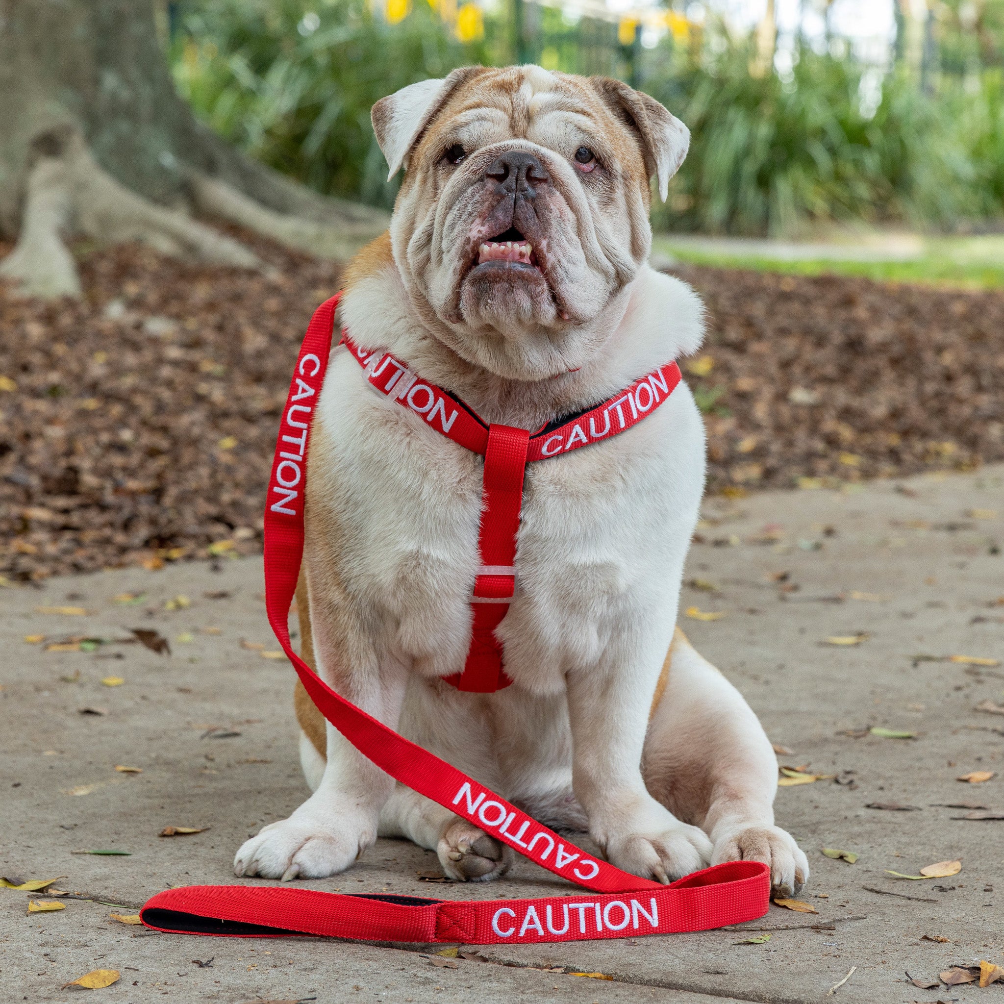 Dexil Friendly Dog Collars Red CAUTION L/XL adjustable Strap Harness