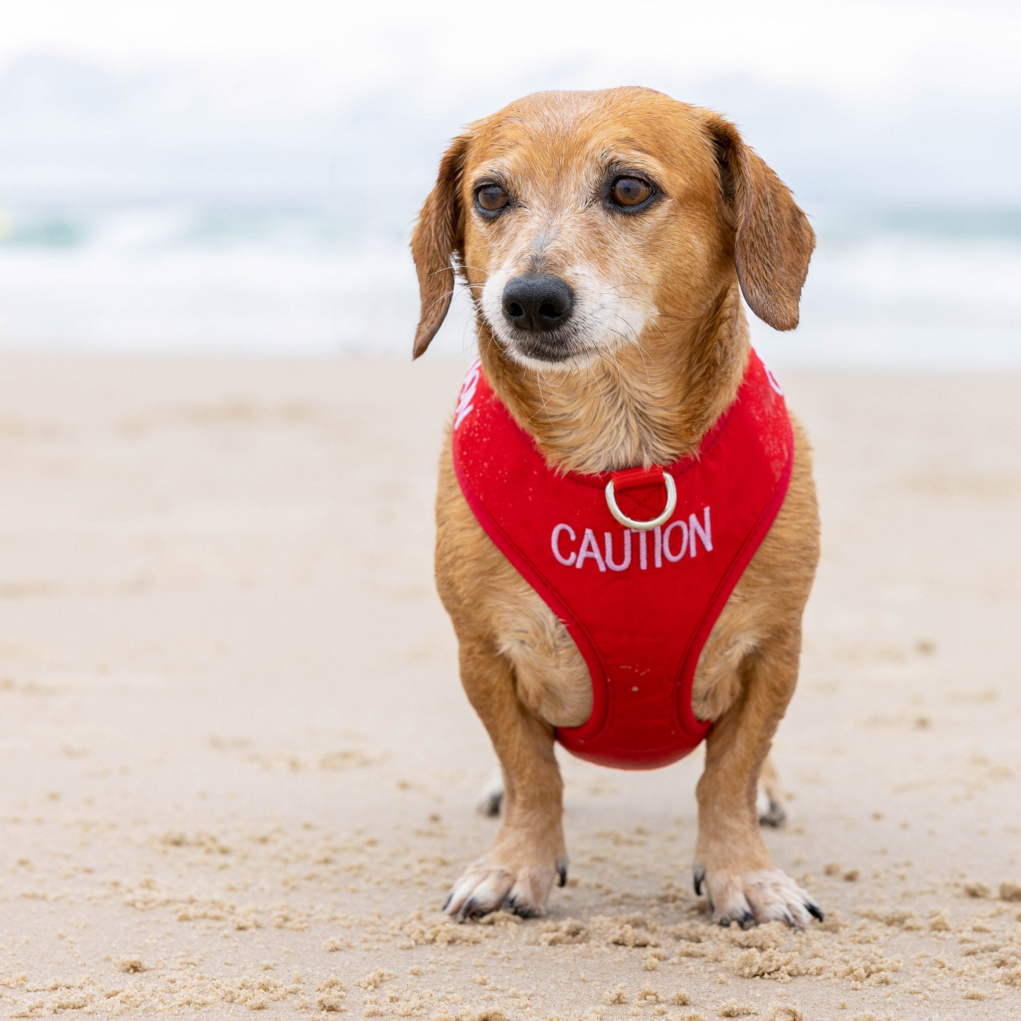 Dexil Friendly Dog Collars Red CAUTION Small Vest Harness