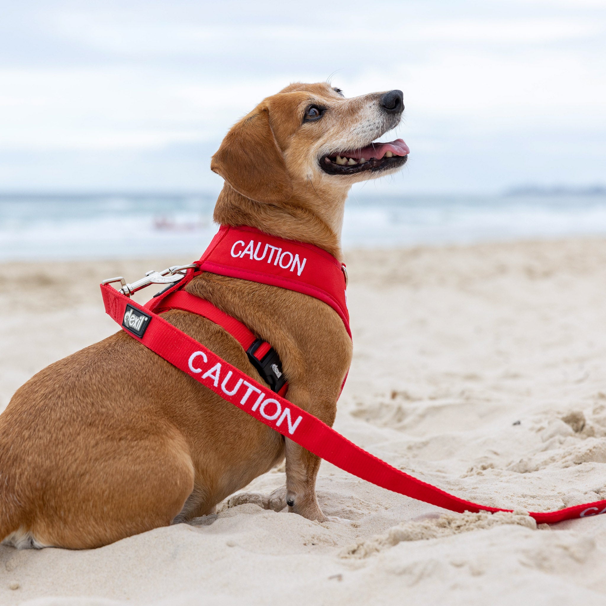 Dexil Friendly Dog Collars Red CAUTION Small Vest Harness