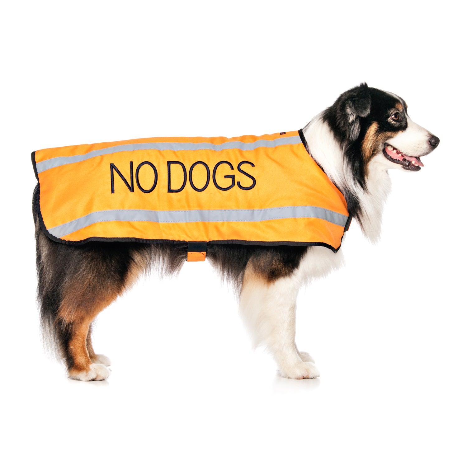 Dexil Friendly Dog Collars Orange NO DOGS L/XL Reflective Dog Coat