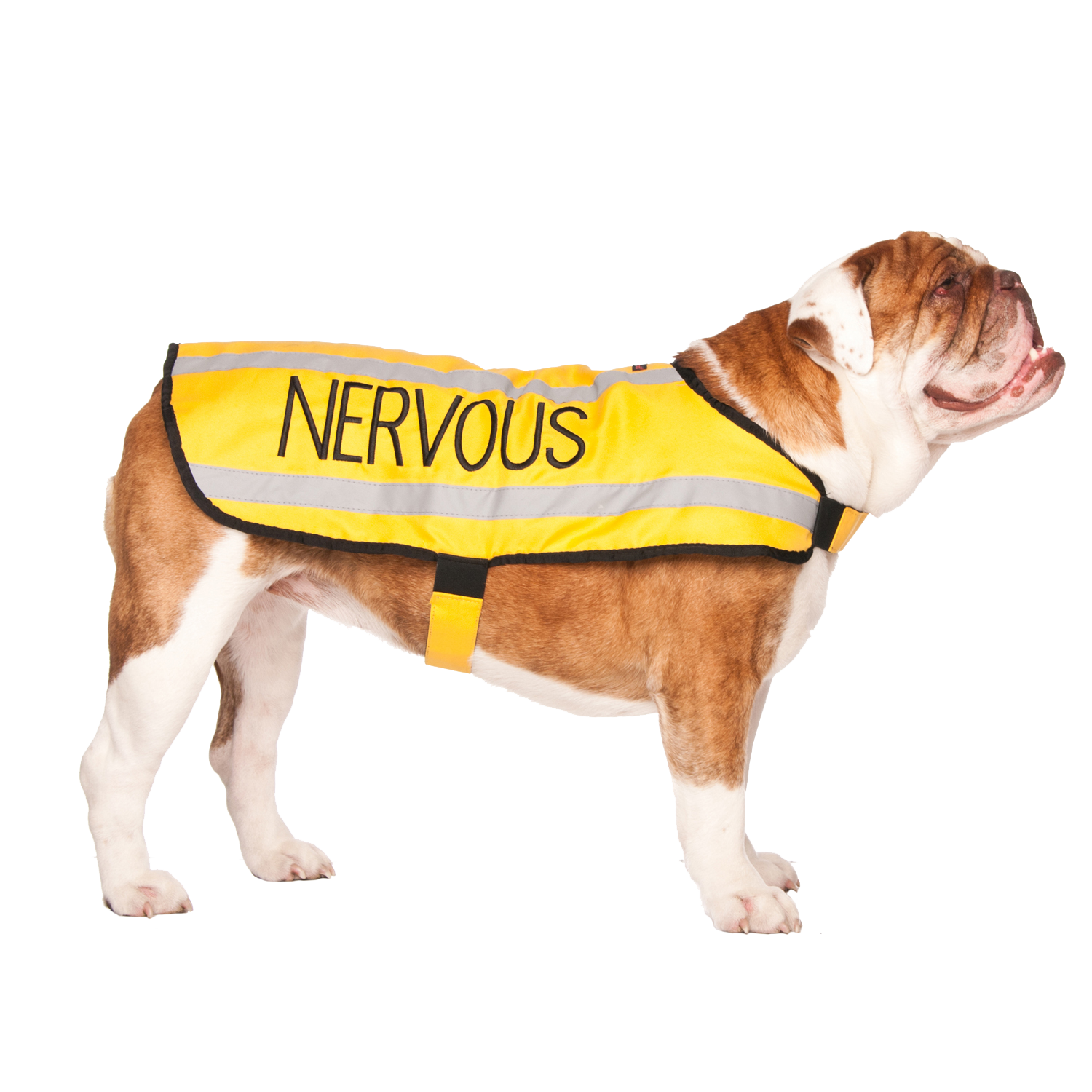 NERVOUS - Medium Coat