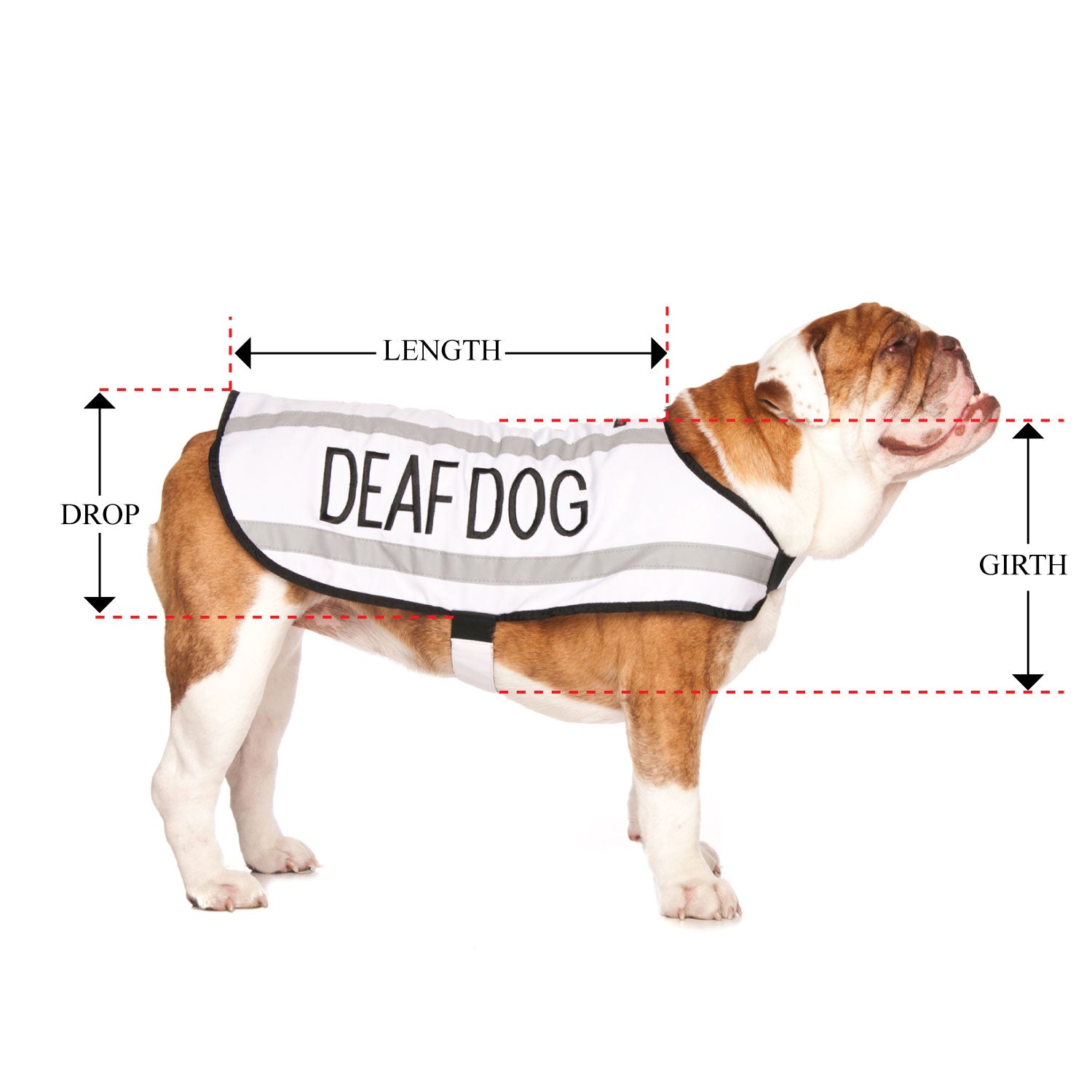 DEAF DOG - Medium Coat