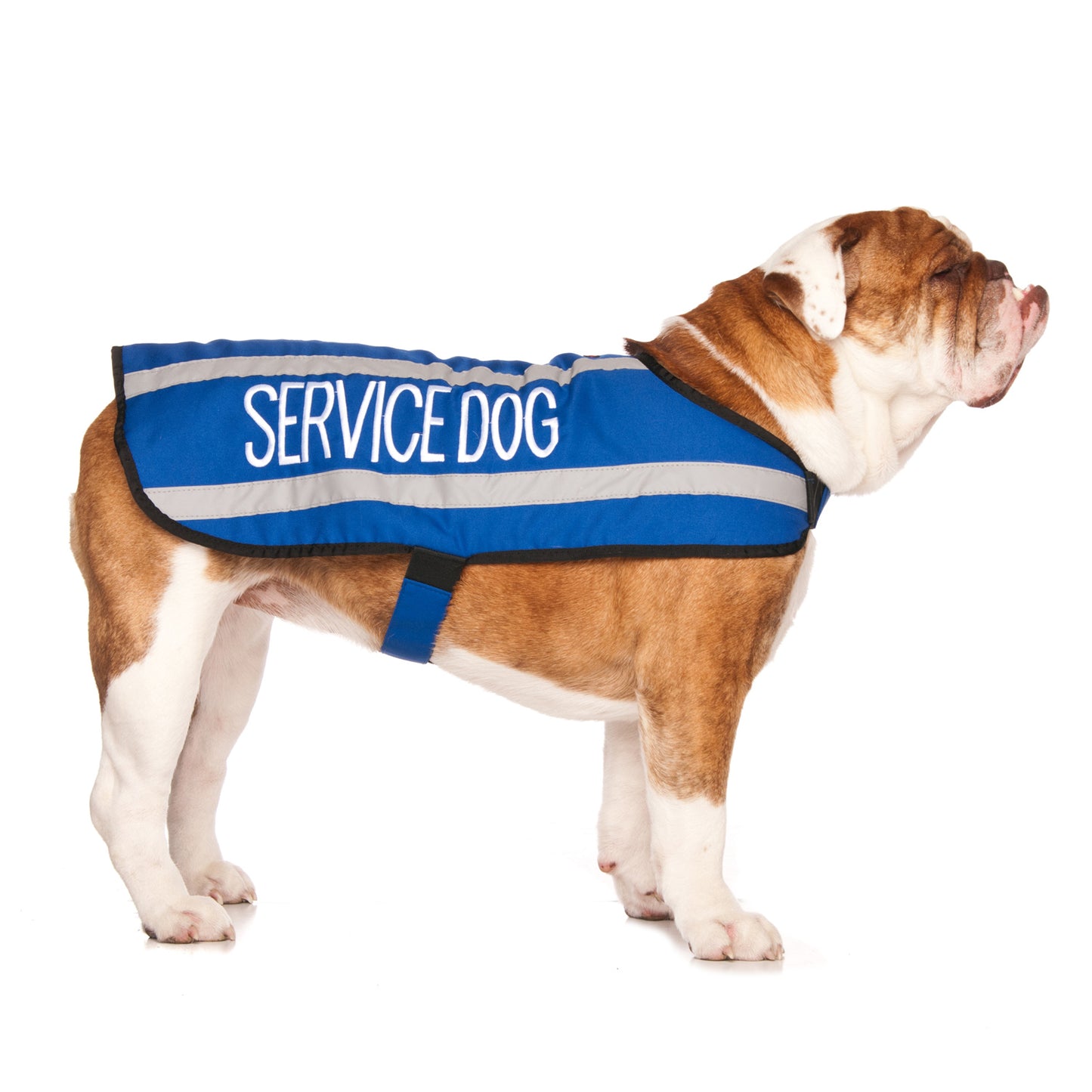 Dexil Friendly Dog Collars SERVICE DOG Medium Reflective Coat