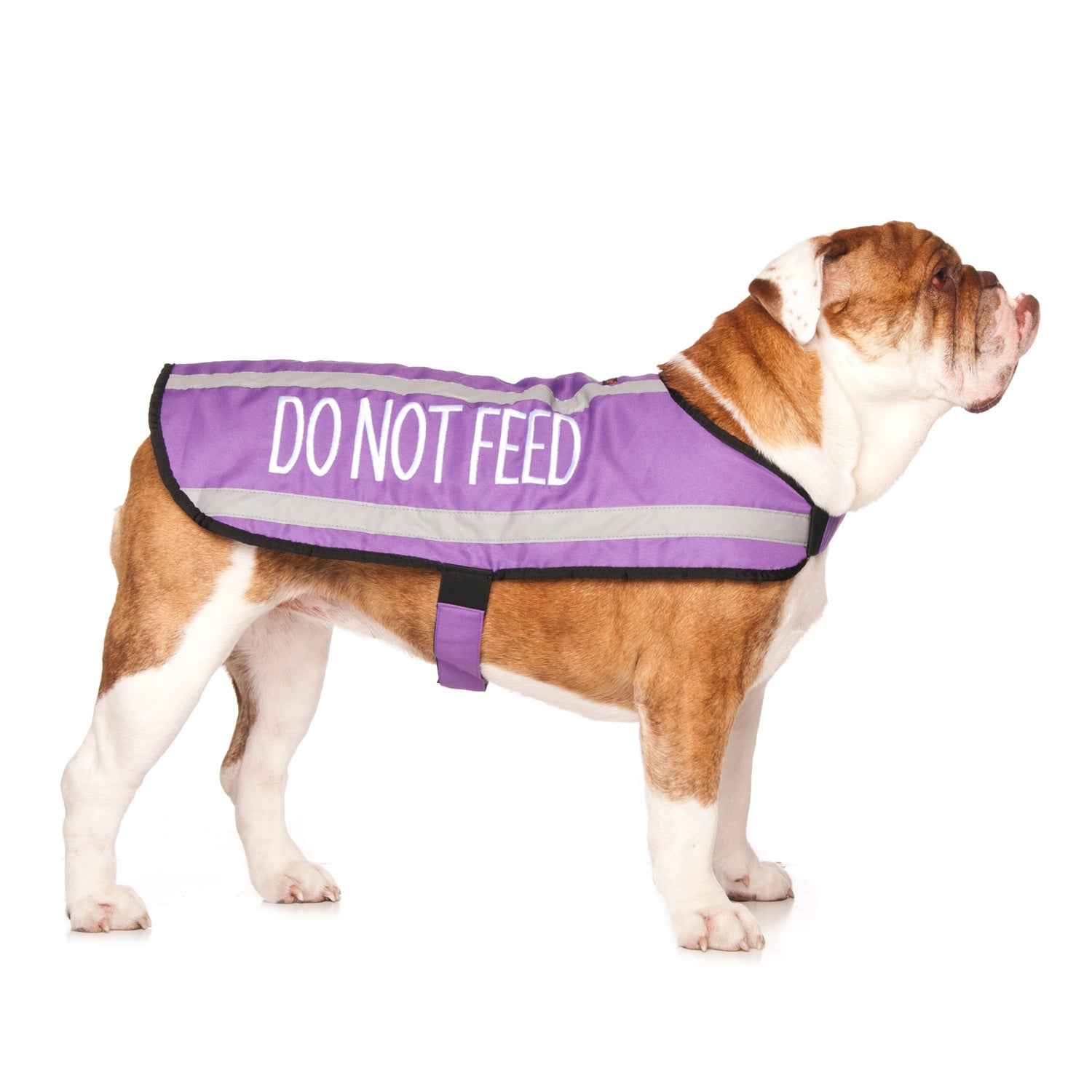 Dexil Friendly Dog Collars DO NOT FEED Medium Reflective Coat