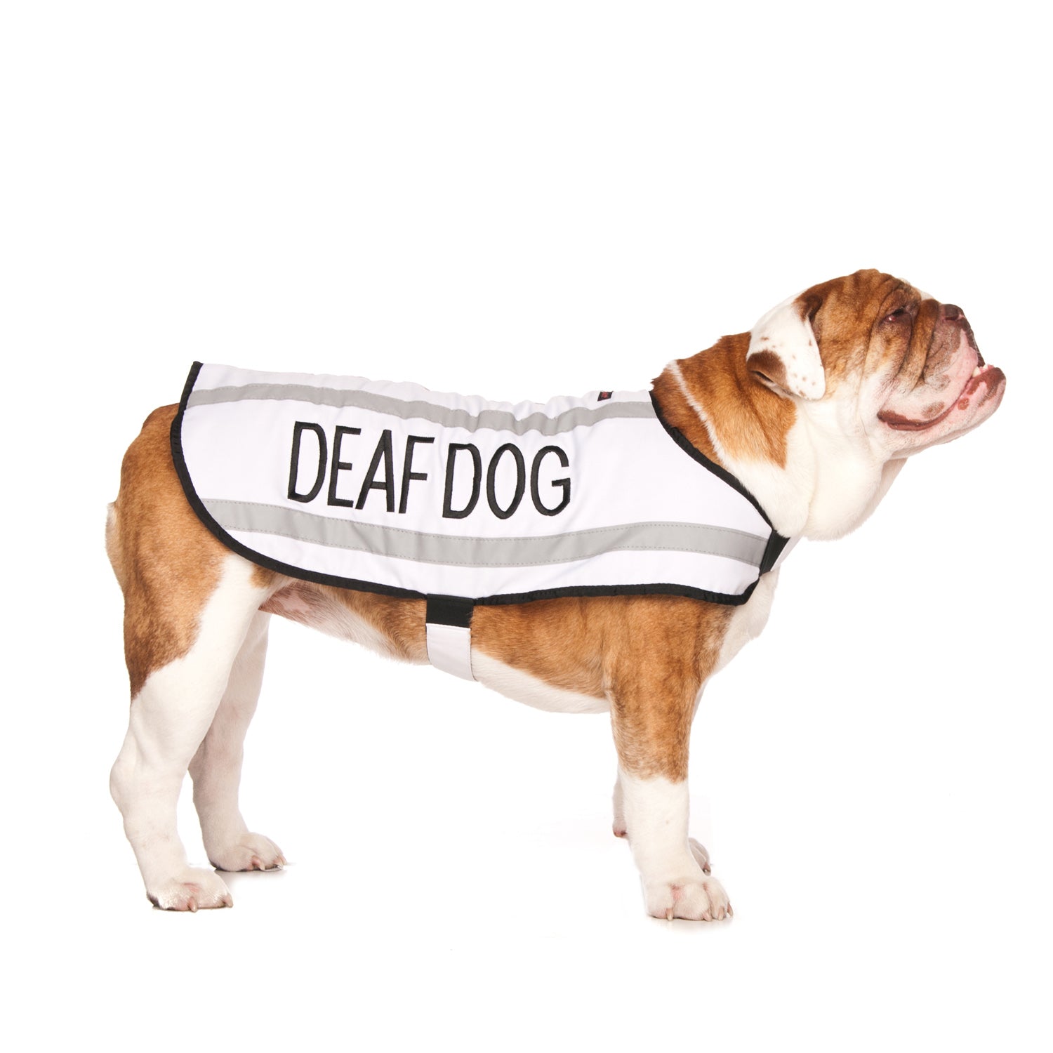 Dexil Friendly Dog Collars DEAF DOG Medium Reflective Coat