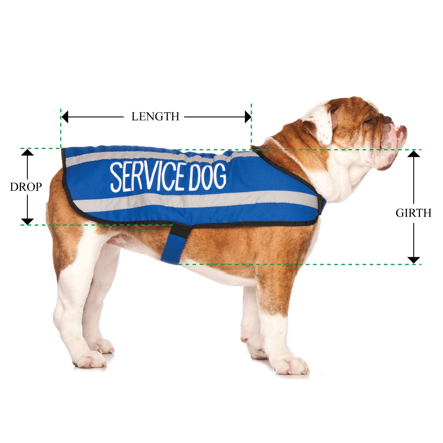 SERVICE DOG - Medium Coat