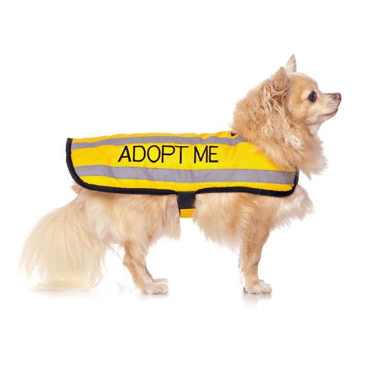 BLIND DOG Small Coat Friendly Dog Collars