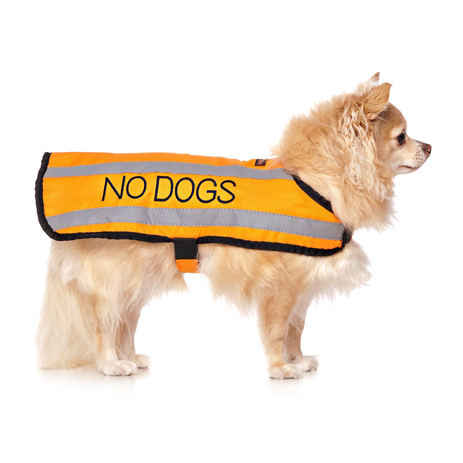 Dexil Friendly Dog Collars Orange NO DOGS S/M Reflective Dog Coat