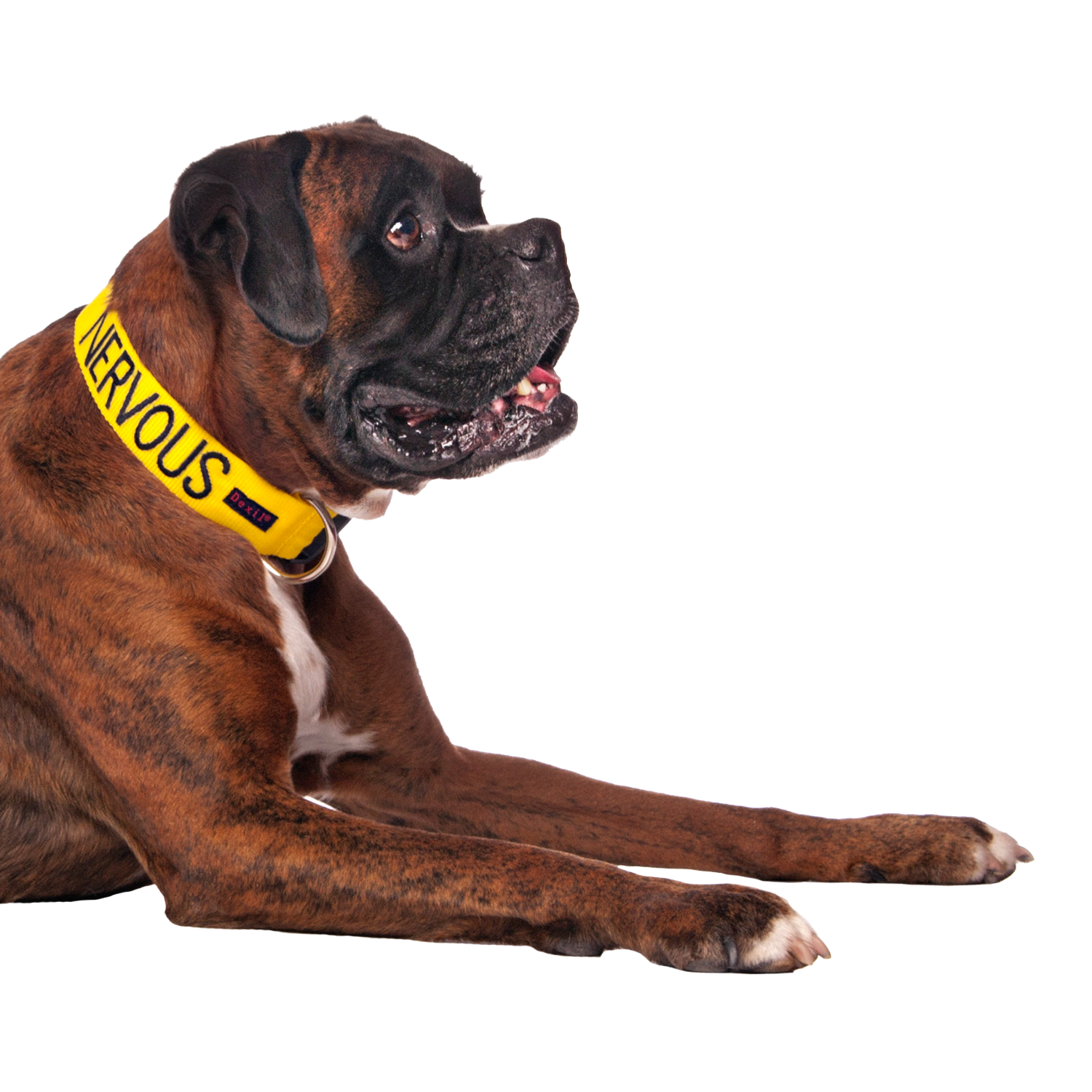 Friendly Dog Collars yellow NERVOUS Clip Collar