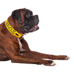 Friendly Dog Collars yellow NERVOUS Clip Collar