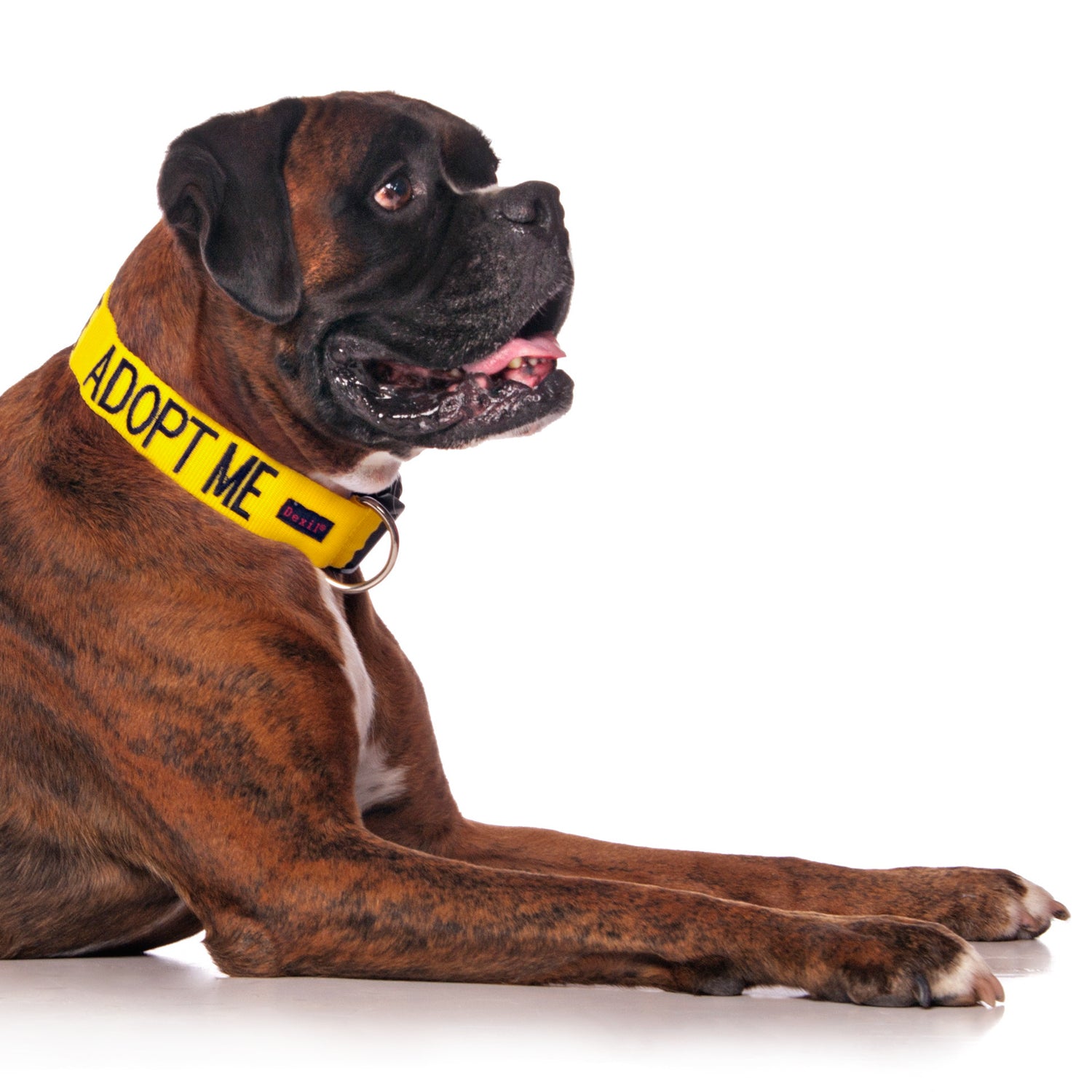 Dexil Friendly Dog Collars ADOPT ME L/XL Clip Collar