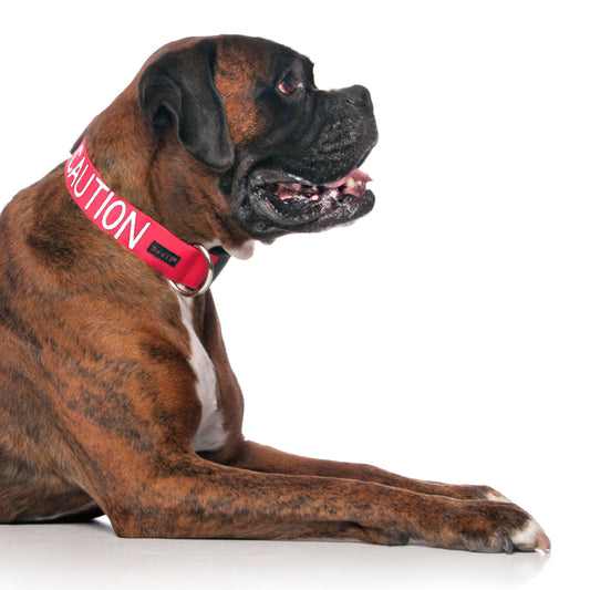 Dexil Friendly Dog Collars Red CAUTION L/XL Clip Collar