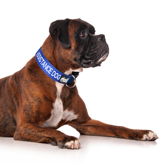 Dexil Friendly Dog Collars Blue ASSISTANCE DOG L/XL Clip Collar