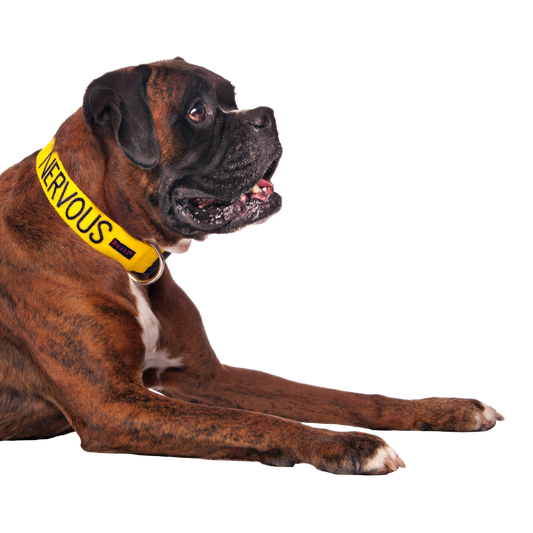 Friendly Dog Collars yellow NERVOUS Clip Collar
