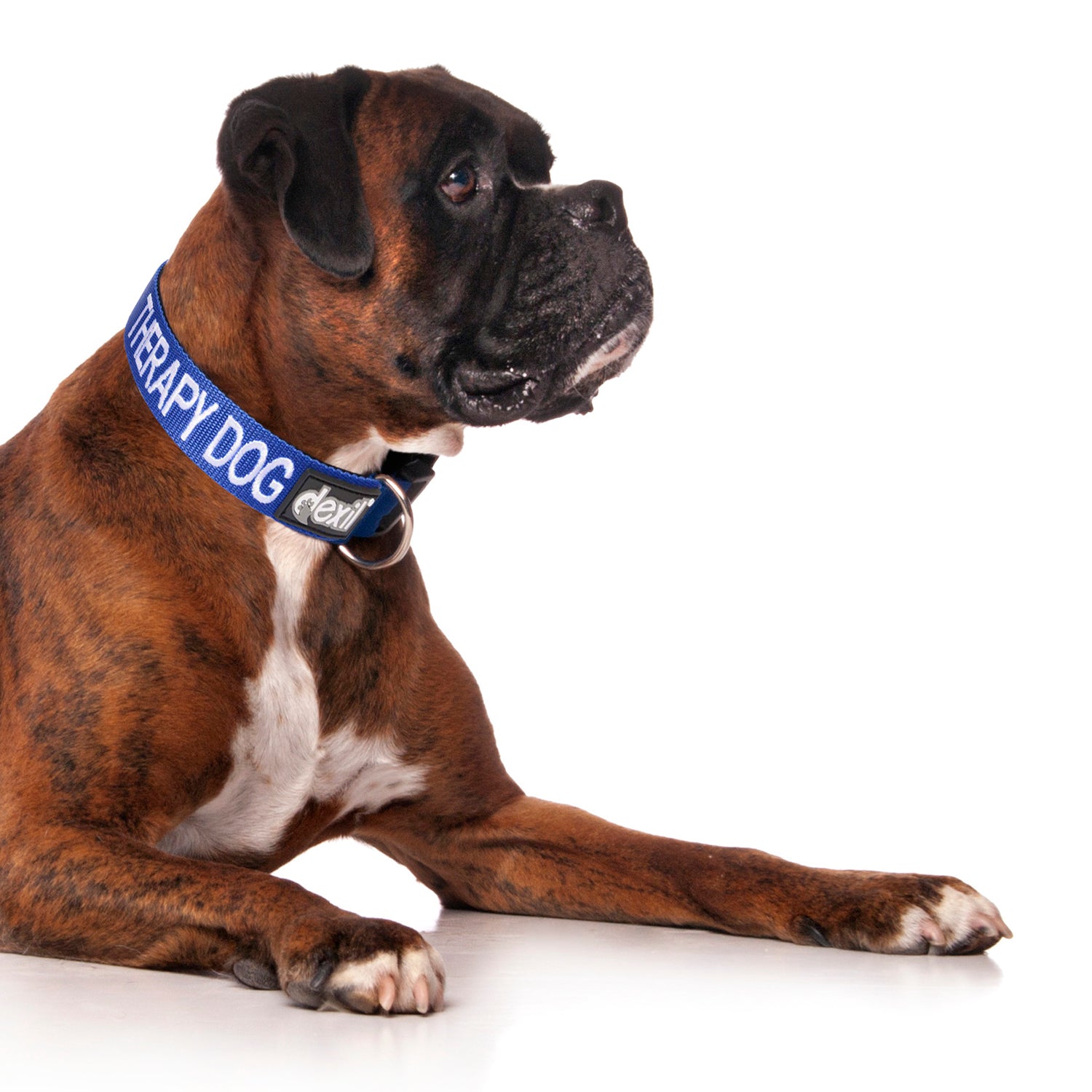 Dexil Friendly Dog Collars THERAPY DOG L/XL Clip Collar