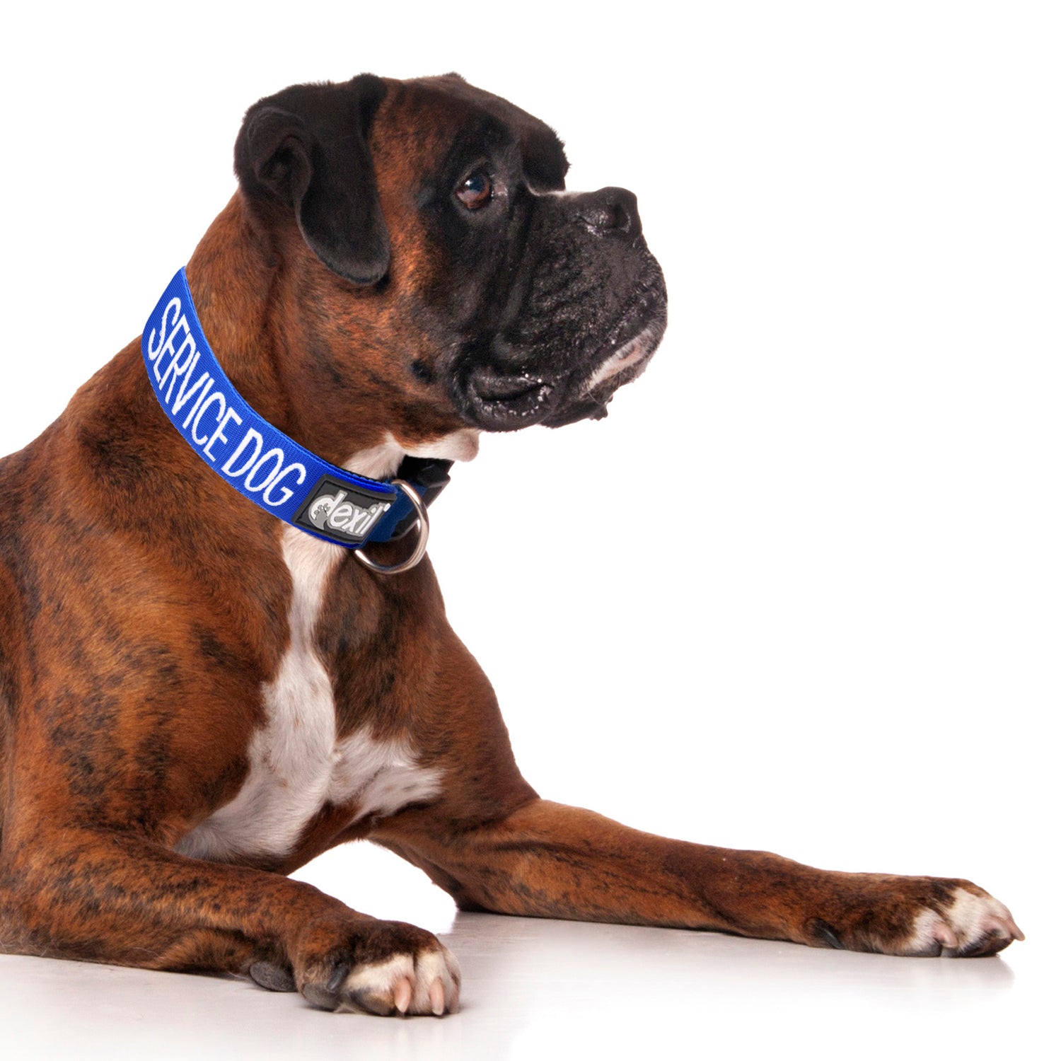 Dexil Friendly Dog Collars SERVICE DOG L/XL Clip Collar