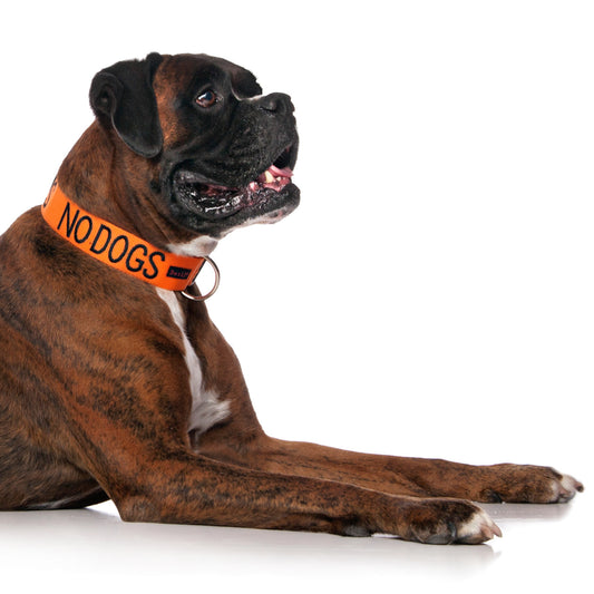 Dexil Friendly Dog Collars orange NO DOGS L/XL Clip Collar