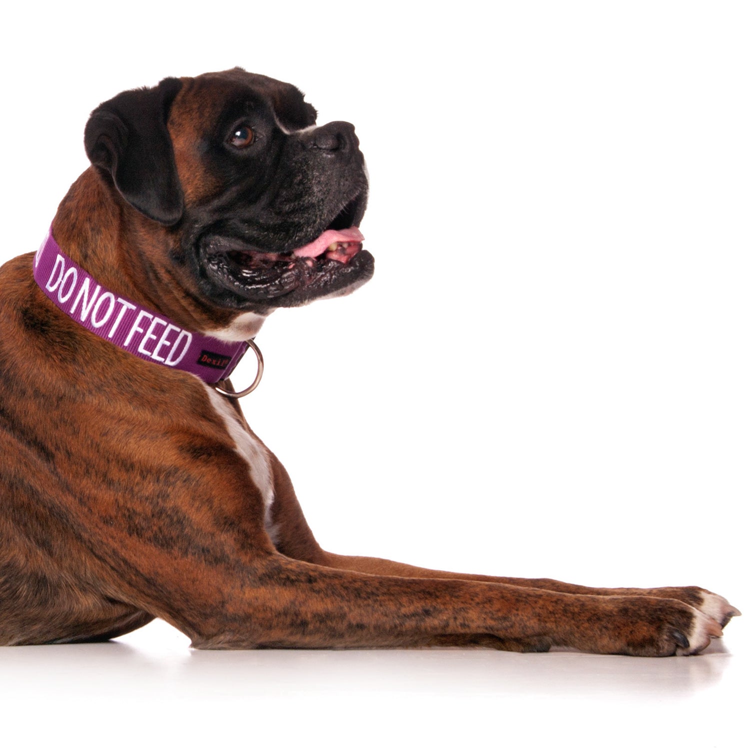 Dexil Friendly Dog Collars DO NOT FEED L/XL Clip Collar