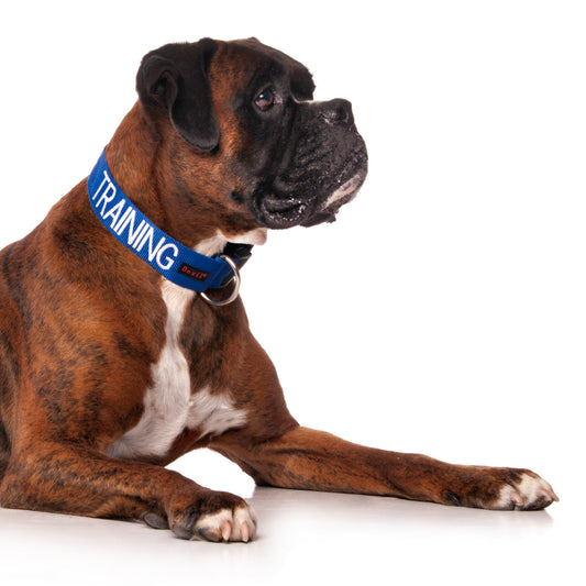 Dexil Friendly Dog Collars Blue TRAINING L/XL Clip Collar