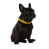 Yellow NERVOUS Clip Collar by Dexil for Friendly Dog Collars