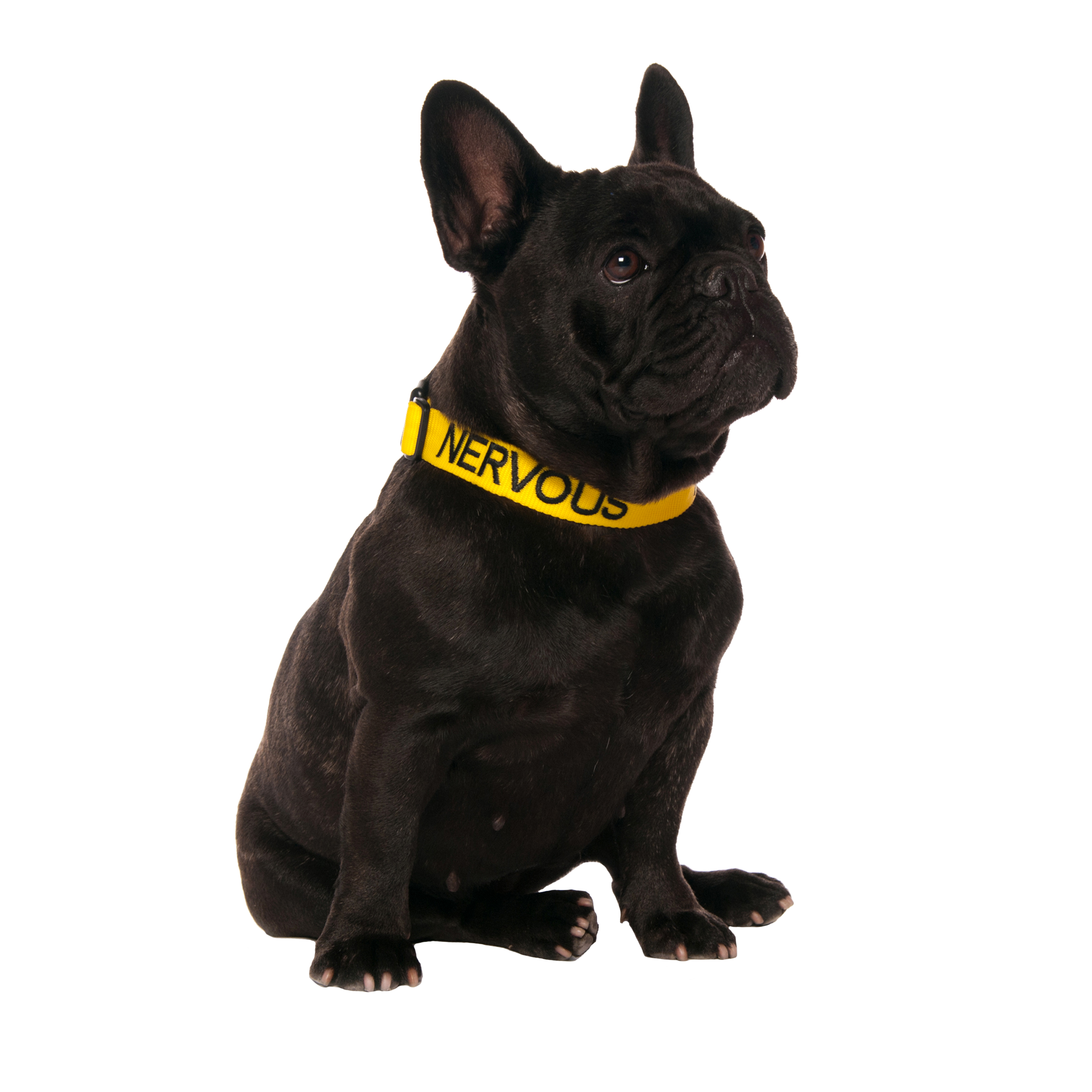Yellow NERVOUS Clip Collar by Dexil for Friendly Dog Collars