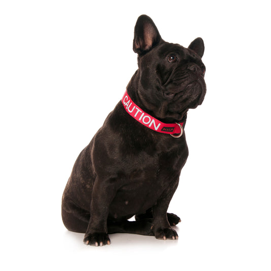 Dexil Friendly Dog Collars Red CAUTION S/M Clip Collar