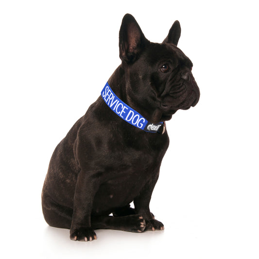 Dexil Friendly Dog Collars SERVICE DOG S/M Clip Collar