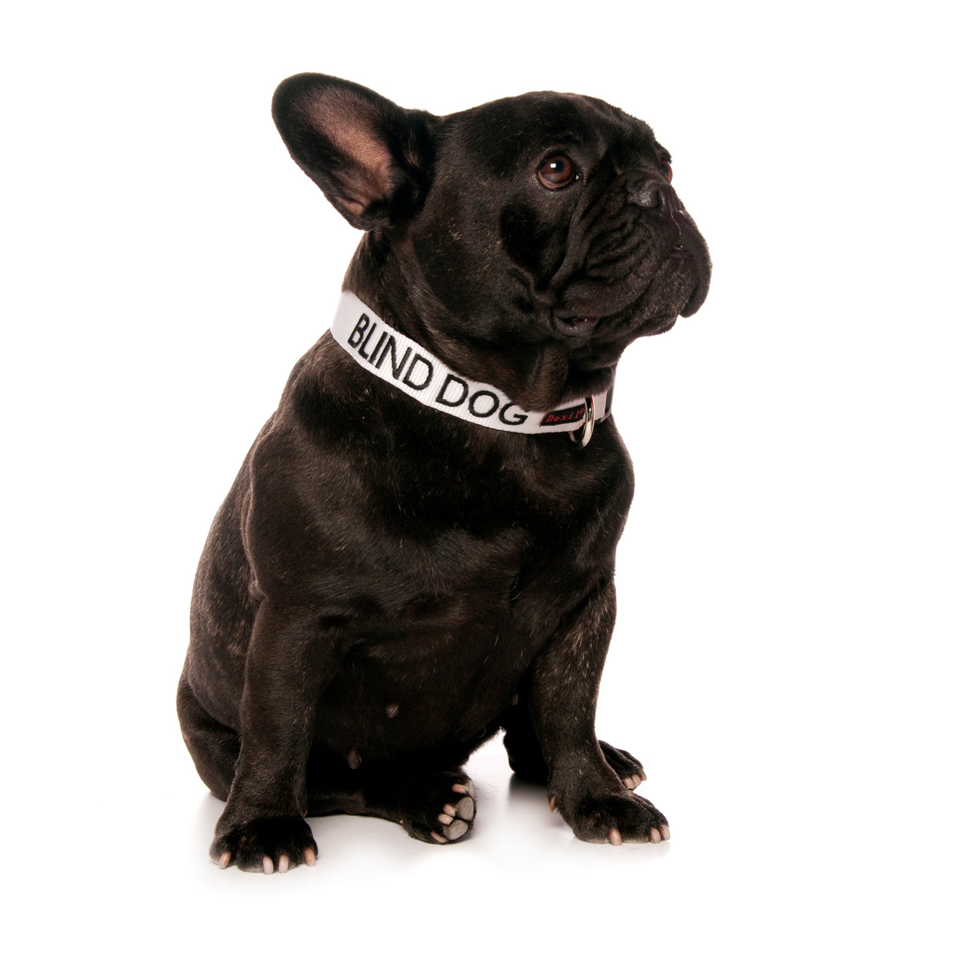 BLIND DOG S M Clip Collar Friendly Dog Collars