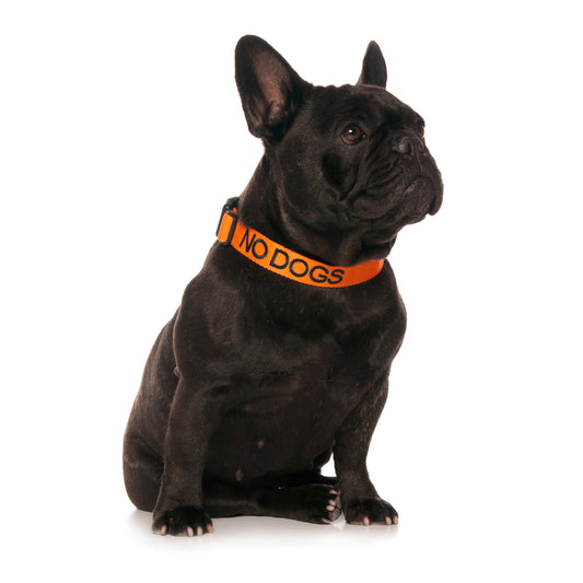 Dexil Friendly Dog Collars orange NO DOGS S/M Clip Collar
