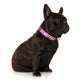 Dexil Friendly Dog Collars DO NOT FEED S/M Clip Collar